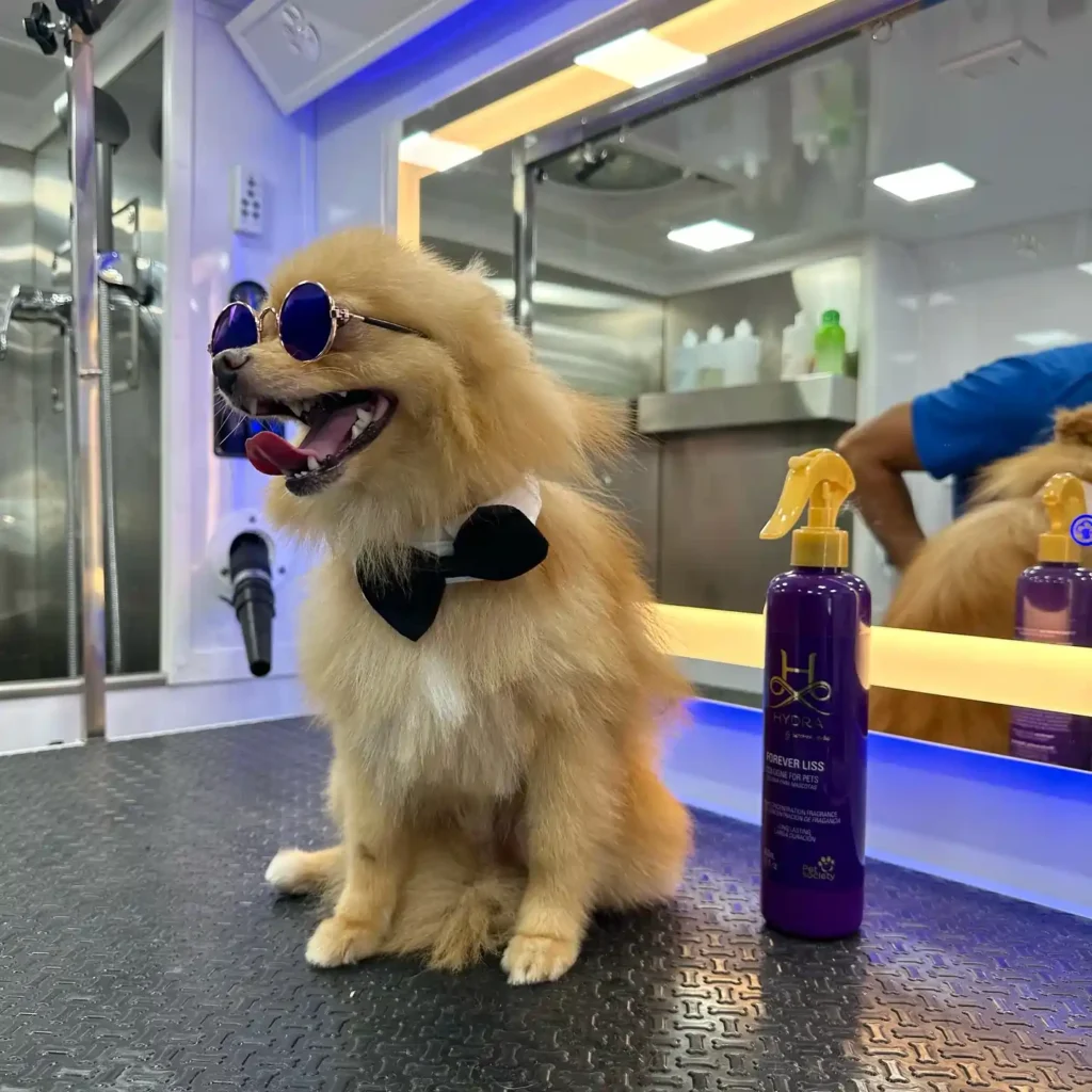 About Us Stylish Pomeranian after grooming at Abbie Pet Grooming, wearing sunglasses and a bow tie, sitting in the mobile grooming van with pet spray displayed.